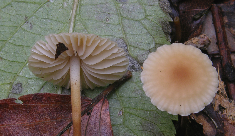 Marasmius torquescens